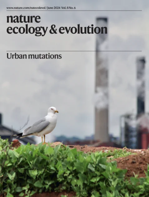 Herring gull in Hamilton Harbour, Hamilton, Canada, with steel-plant smokestacks in the background. The smokestacks emit polycyclic hydrocarbons that have been shown to induce heritable mutations in herring gulls and mammals. A Perspective by Johnson et al. highlights how such mutations may be important for the ecology, evolution and health of diverse organisms.