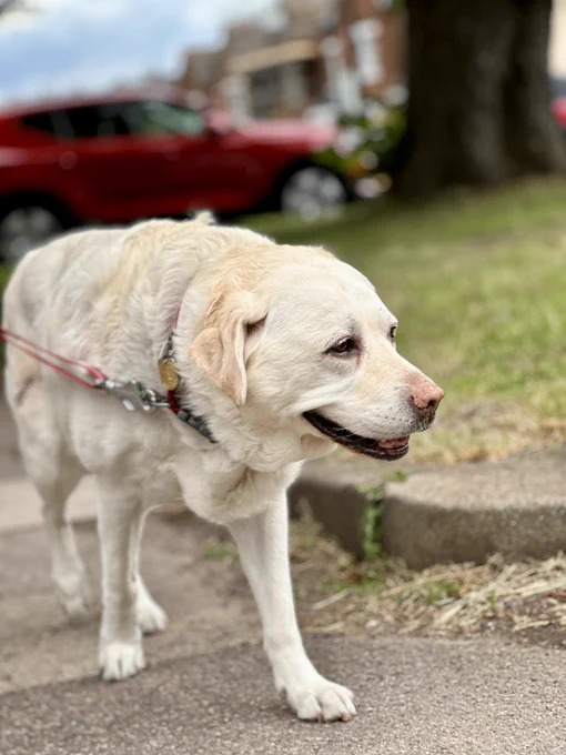 A photo of Kika, a yellow Labrador. Kika is smiling as she walks along the pavement, she looks have as the sun shines of her yellow coat