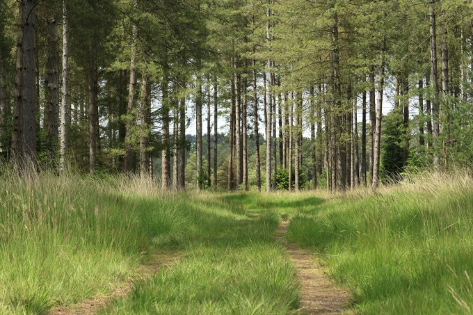 A narrow path traverses through a forest surrounded by tall, straight pine trees. The path is bordered by tall grass.