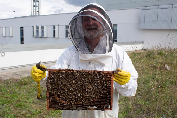 Photo of a beekeeper holding some of the bees on top of BCU's Parkside Building.