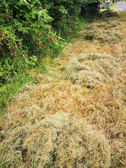 Piles of raked grasses in between a mixed hedge and a road #MakeHayWhileTheSunShines :) 