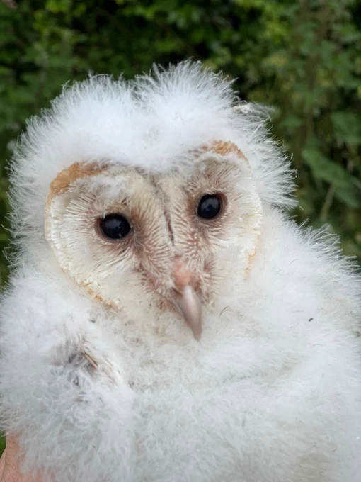 Barn owl chick