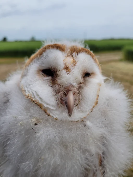 Barn owl chick