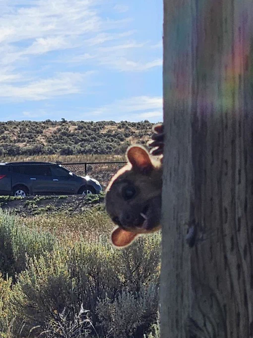 A picture of a Kinkajou, a nocturnal rainforest animal, on a sign pole at the east Selah Rest Area.
