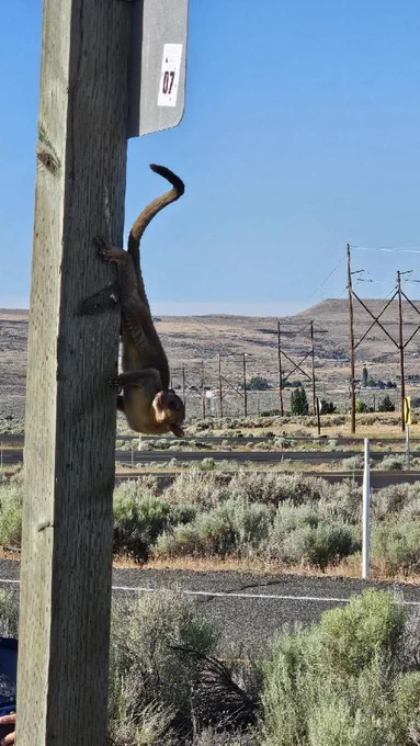 A picture of a Kinkajou, a nocturnal rainforest animal, on a sign pole at the east Selah Rest Area.