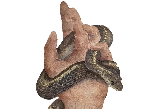 A painting depicting the relationship between a researcher and study organism across deep time, showing a snake wrapped around the wrist, hand and fingers of a person. The image signifies the close relationship between a scientist and the animal that they study. Artist: Maggie R. Grundler.