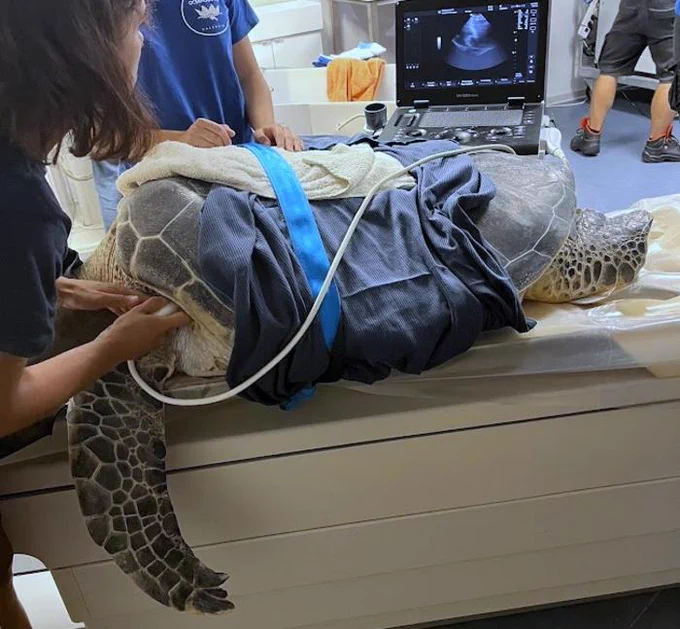 Turtle getting an ultrasound scan. Photo credit: Katherine Eltz.