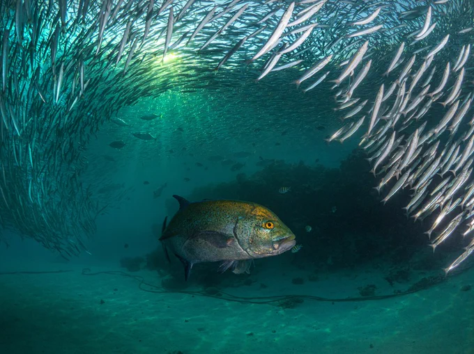 Bluefin Trevally fish, surrounded by a baitball