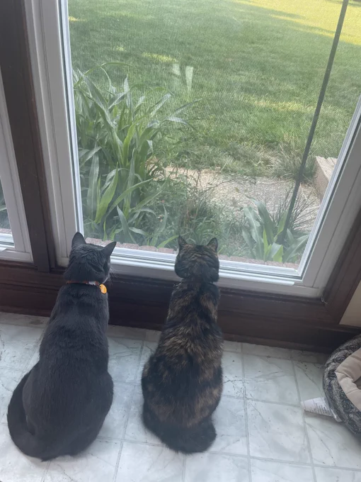 Two cats, one gray and one tortie, look out a window into a flower bed full of weeds and a grassy yard.