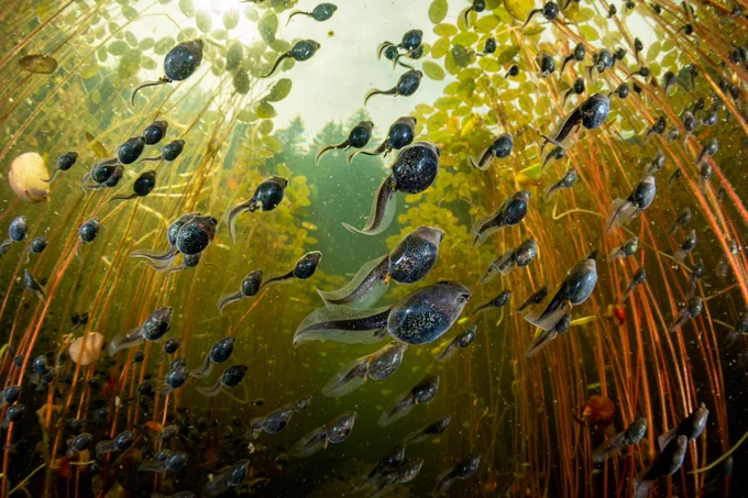 A group of western toad tadpoles pictured underwater in Vancouver Island, Canada.
