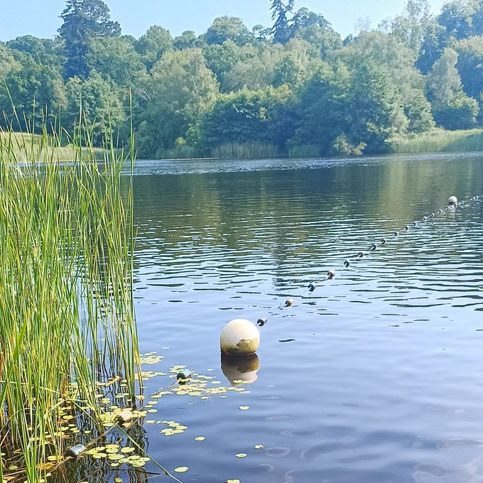 Photo of a lake with reeds in the left corner, a line of buoys through the water & a line of woodland on the far bank 
