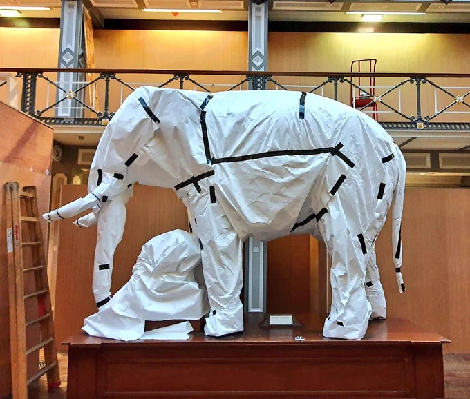 An elephant in the National Museum of Ireland- Natural History, wrapped up and ready for moving.