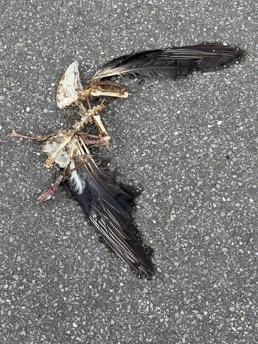 A bird corpse with the skeleton picked clean but the wings are still feathered