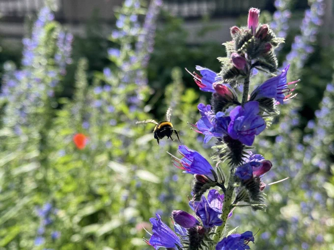 A bumble bee is landing on a purple flower.
