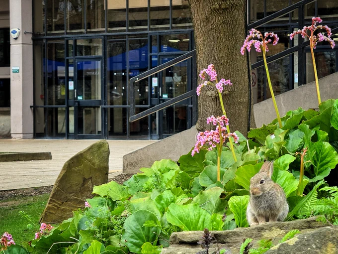 A rabbit sits on some stones in front of flowers and the Edward Boyle Library.