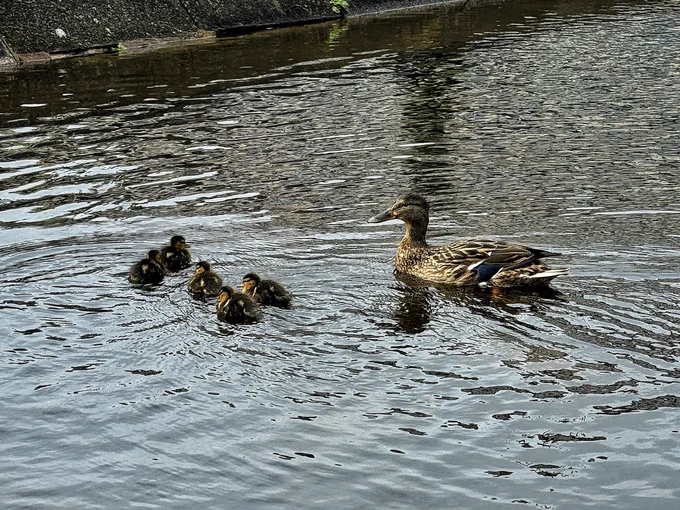 A duck and five ducklings are swimming in a pond.