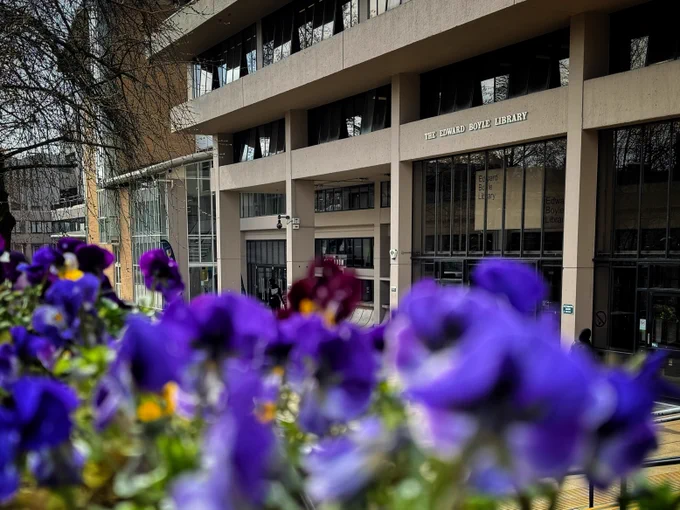 Purple flowers blooming in front of the Edward Boyle Library.