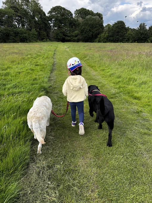 Amit’s daughter who is wearing a cycling helmet is walking Kika (a yellow lab) & Quark (a black lab) along a mowed path.