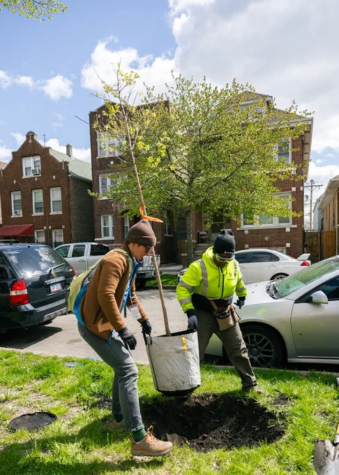 Two people placing a tree in a dug hole. Openlands TreePlanters Grant.
