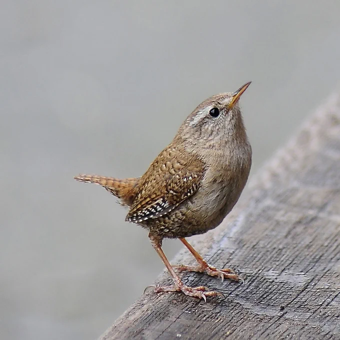 a photo of a Eurasian Wren standing on a board over what looks like a body of water. 