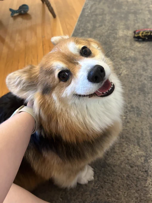 A fluffy corgi sits on the floor with a human’s arm and hand petting her back. Her ears are slightly back and she is looking up lovingly directly at the camera.