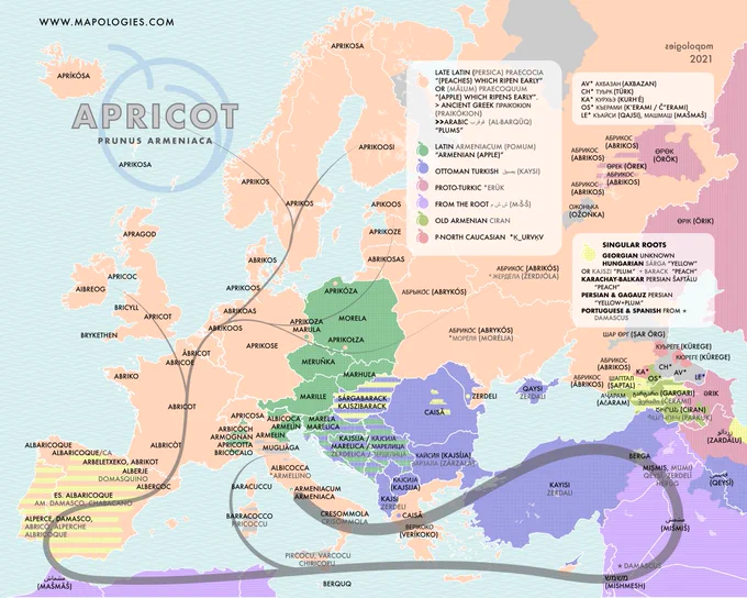 apricot etymology map