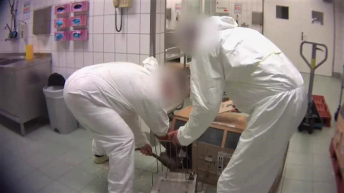 Foto de macacos de cola larga siendo sacados de "cajas de transporte" en el Laboratorio de Farmacología y Toxicología, en Alemania. © Cruelty Free International / SOKO Tierschutz