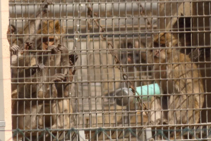 Macacos de cola larga procedentes de Mauricio enjaulados en Camarney.