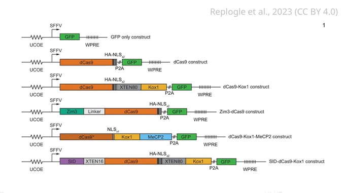 Design of constructs for CRISPR interference (CRISPRi) effector expression.