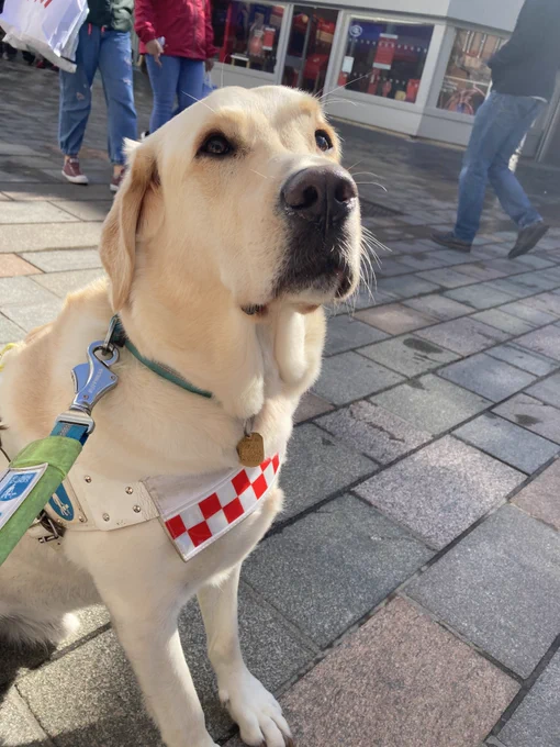 Guide dog Sam sitting down wearing his guide dog harness on a busy high street