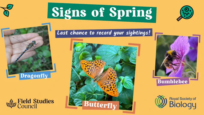 Dragonfly, butterfly and bumblebee