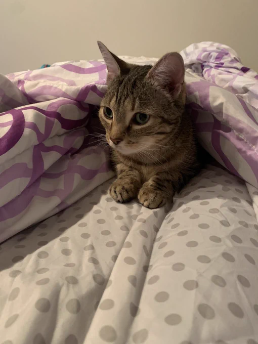 coda the tabby cat is laying on a bed, partially under a purple and white comforter. her head and front paws are poking out and she looks slightly concerned