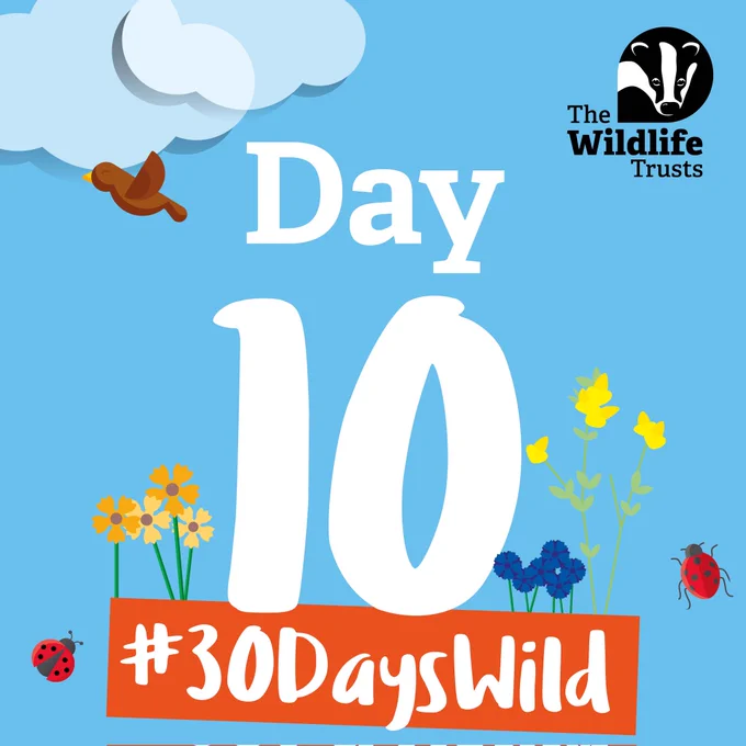 Day 10 #30DaysWild 
