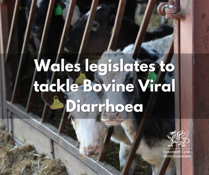 Two cows with overlaying text that reads 'Wales legislates to tackle Bovine Viral Diarrhoea'