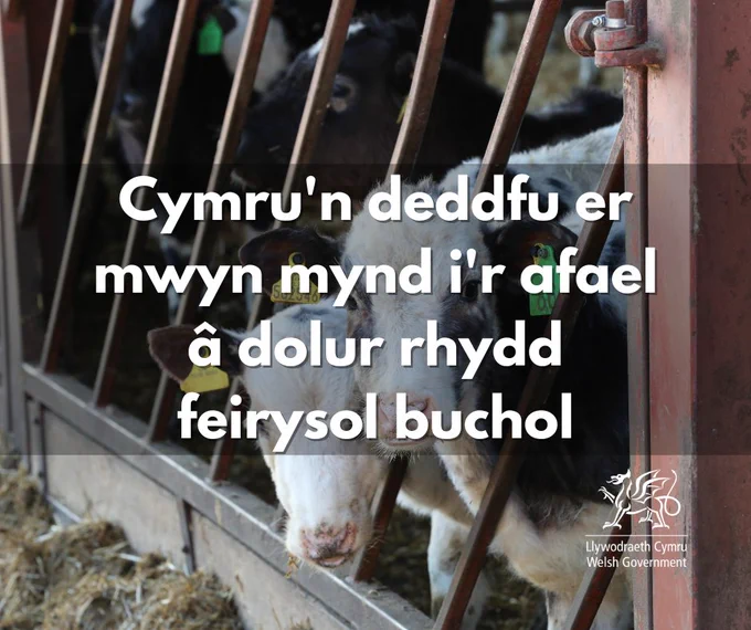 Cymru'n deddfu er mwyn mynd i'r afael â dolur rhydd feirysol buchol
