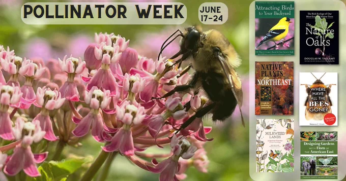 [An image of a bumble bee on a swamp milkweed flower. Text reads: Pollinator Week June 17-24. Images of 6 books are on the right: Attracting Birds to Your Backyard, The Nature of Oaks, Native Plants of the Northeast, Where Have the Bees Gone?, The Milkweed Lands and Designing Gardens with the Flora of the American East.]
