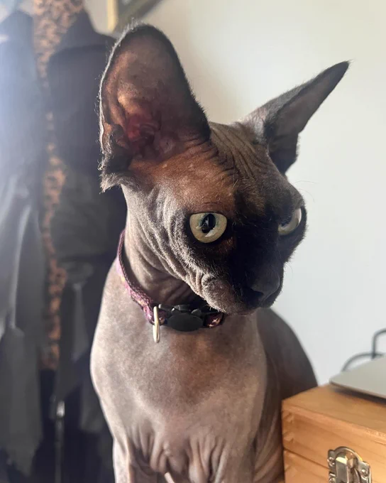 Bastet is a black sphynx, looking like trouble.