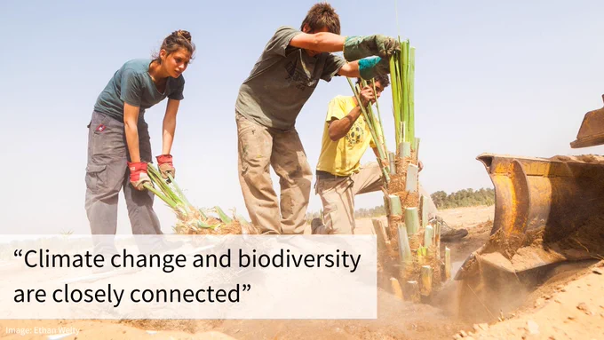 Three people are planting young trees in a dry, sandy environment. To the right, a large machine helps with the digging. Text: "Climate change and biodiversity are closely connected"