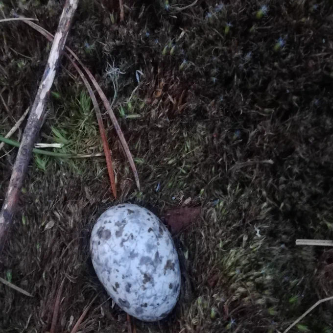 Nightjar nest and egg