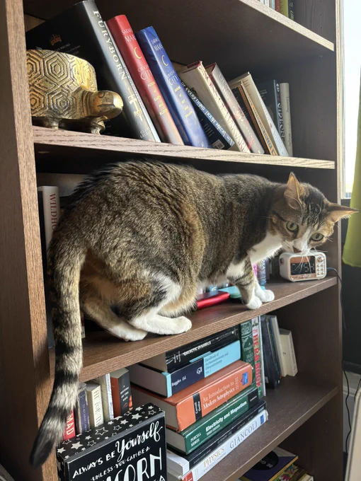 Cosmo the cat perched precariously on a bookshelf