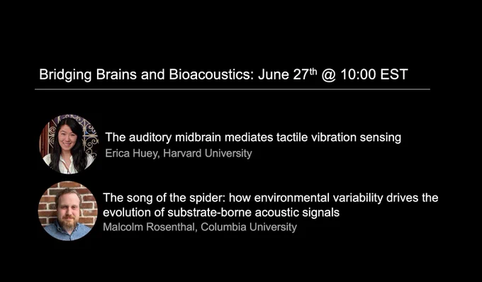 Bridging Brains and Bioacoustics Seminar on Wednesday, June 27th at 10:00am EST

From Erica Huey: The auditory midbrain mediates tactile vibration sensing
From Malcolm Rosenthal: The song of the spider: how environmental variability drives he evolution of substrate-borne acoustic signals