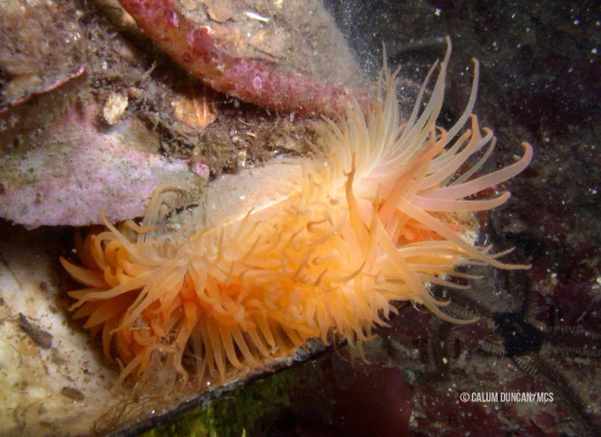 Image of a flame shell, with its bright orange tentacles extending from its bivalve shell.