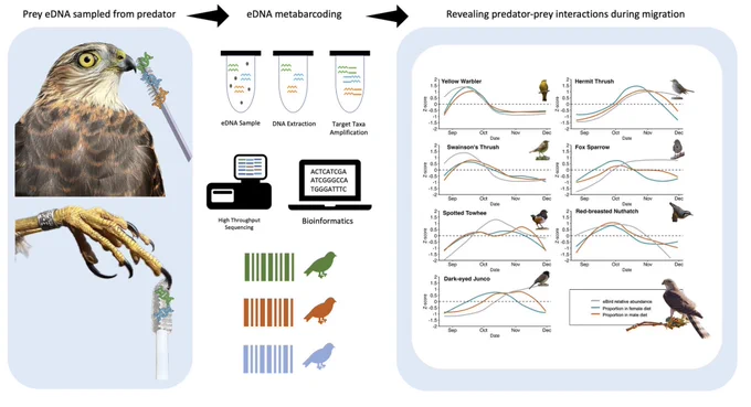 Graphical abstract showing the steps of the study: Prey eDNA sampled from predator -> eDNA metabarcoding -> Revealing predator-prey interactions during migration