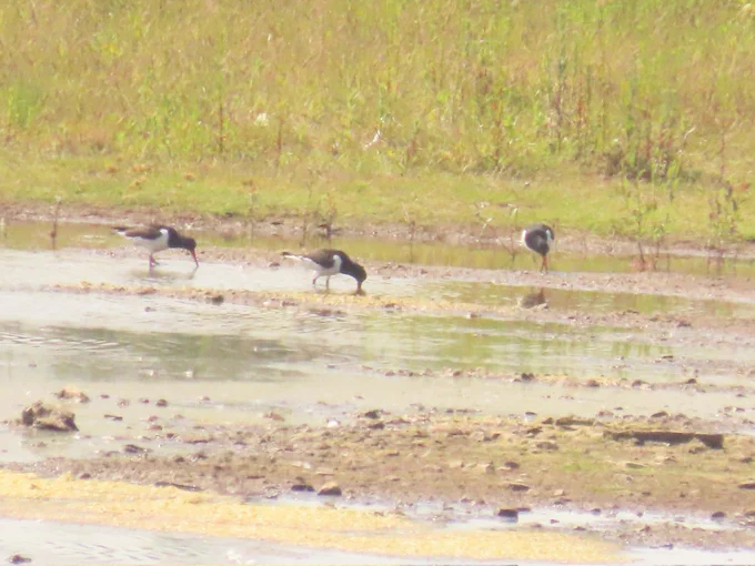 Oystercatcher fest
