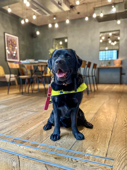 Quark, who is a black Labrador is sitting up smiling with his yellow Guide Dog day glow around his chests. He’s in the middle of a stylish room with wooden flooring and a large table in the background