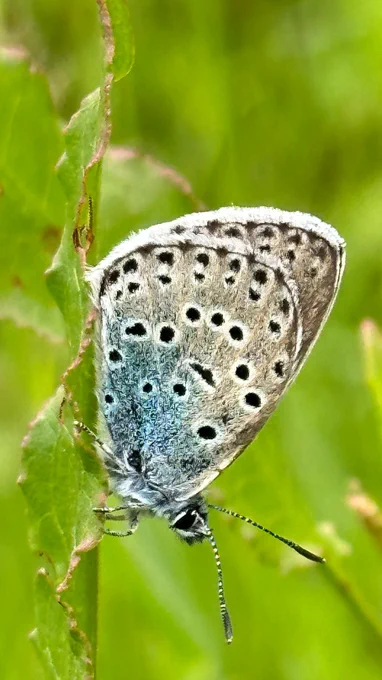 Large Blue butterfly on a leaf