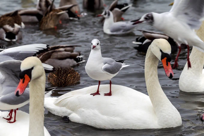 A gull standing confidently, feet apart, on the back of a mute swan who seems placidly accepting of the situation. They are surrounded by other gulls, swans and ducks