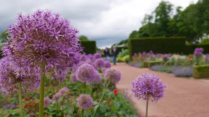 in the foreground purple flower heads, behind is a path, flowerbeds and a hedge