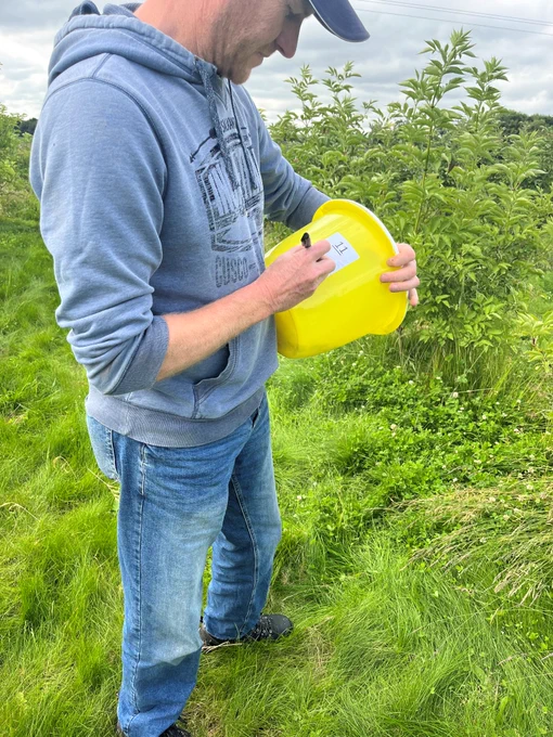 elderflower data collection