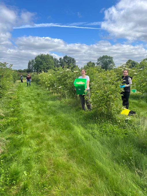 Team picking elderflowers